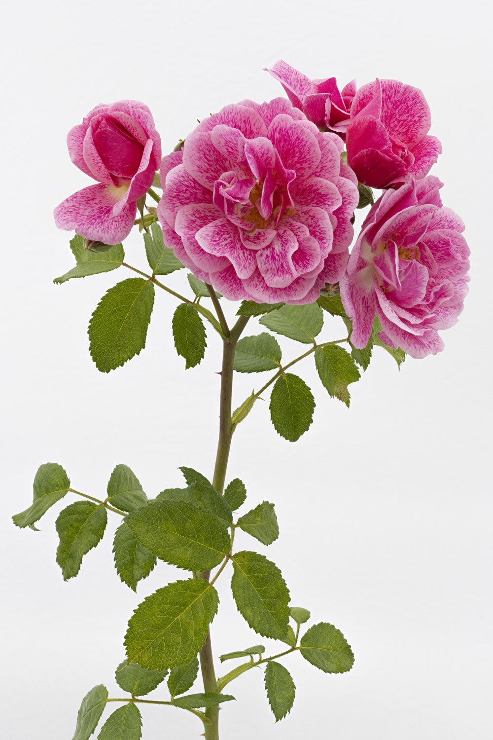 Jardin de Bagatelle #pierrejosephredout&eacute;